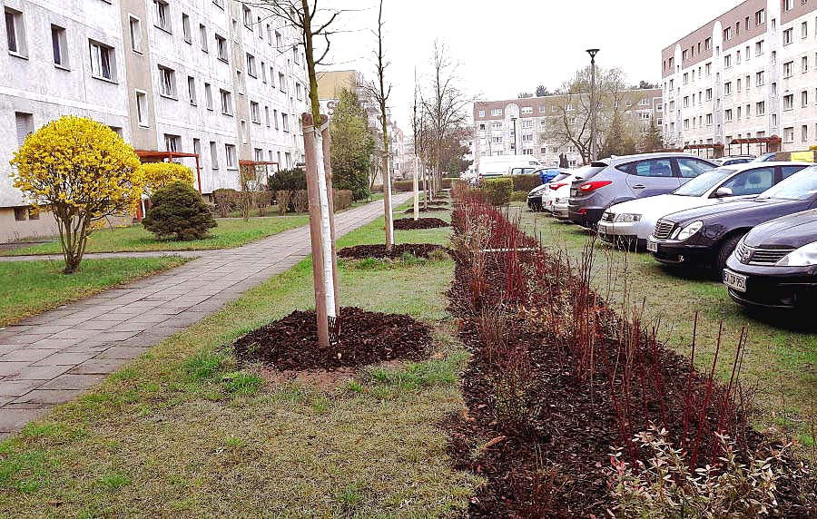 Neue Bäume und Sträucher in der Prenzlauer Str. (Foto: Jürgen Gramzow)